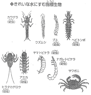 きれいな水にすむ指標生物