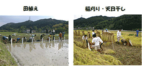 田植え、稲刈り・天日干し