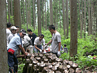 山での原木組み