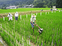 田の草取り2