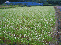 きれいに咲いたそばの花