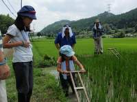 田の草取り1