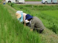 田の草取り4