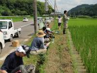 田の草取り5