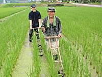 田の草取り7