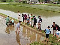 田植え5