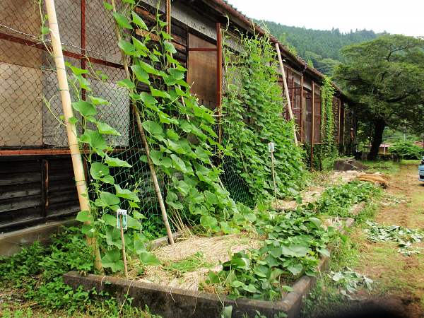 さつまいも・ひょうたん栽培