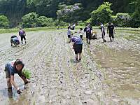 田植え5